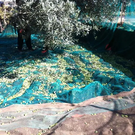 Agricampeggio Etna * Aci SantʼAntonio